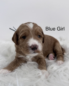 Blue girl